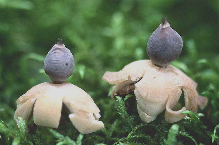 Geastrum quadrifidum